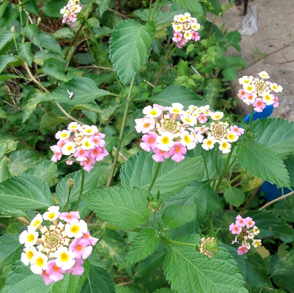 myersmadness run by mendysmadness - Picture 4 of 4